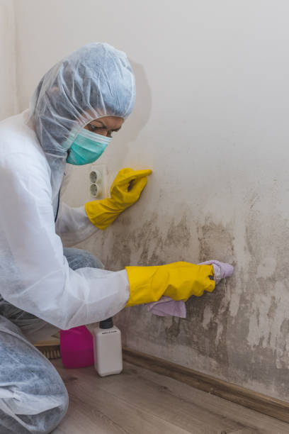 Best Mold Removal for HVAC Installations  in Bradford, TN