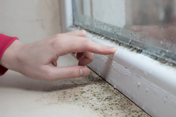 Best Mold Removal for HVAC Installations  in Bradford, TN